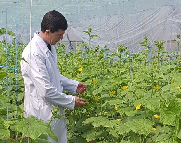 Primii castraveți autohtoni au ajuns pe piață: ANSA verifică nivelul de pesticide și nitrați