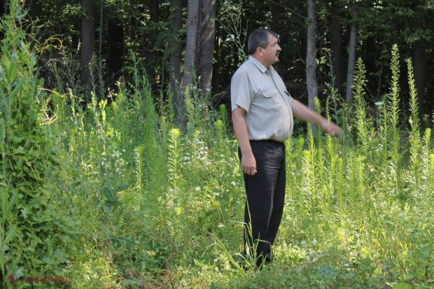 Pădurile guvernanților