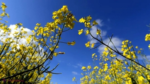 METEO // Instabilitatea atmosferică revine pe teritoriul R. Moldova la începutul săptămânii viitoare: Cum va fi vremea în weekend