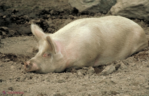 Există riscul unei noi pandemii? Un nou virus descoperit la porcii din China pune oamenii de știință în alertă!