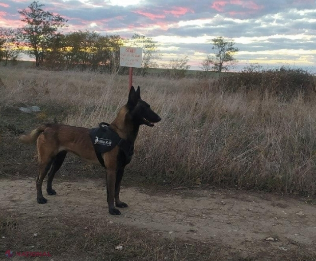 Câinele Moly al Poliției de Frontieră a găsit doi cetățeni ucraineni care au trecut ilegal frontiera în R. Moldova, după ce au plătit câte 4 000 de dolari