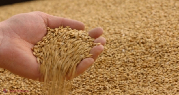PRECIZĂRILE Agenției Rezerve Materiale în scandalul GRÂULUI: „Solicităm încetarea dezinformării și politizării unei proceduri necesare și obișnuite de împrospătare a grâului alimentar din rezervele de stat”