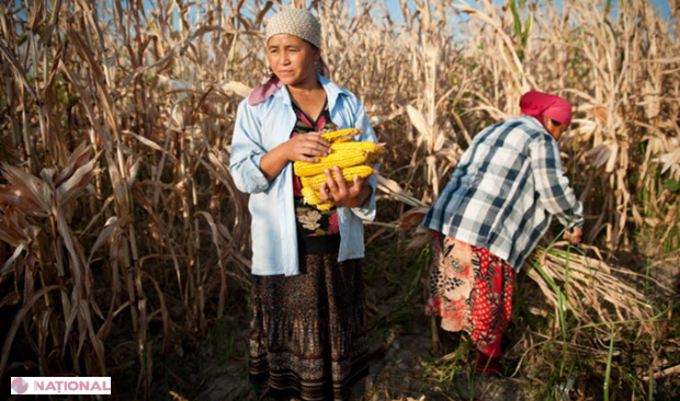 Prețurile la alimente rămân a fi în general stabile, pe fondul stocurilor RECORD de cereale 