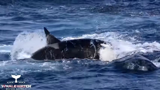 LUPTA epică dintre o balenă cu cocoașă și 15 ORCI, surprinsă în premieră. Câștigătorul a provocat o SURPRIZĂ uriașă