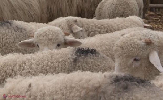 Zeci de crescători de ovine și caprine din întreaga R. Moldova se reunesc în acest weekend la Cimișlia: Ce veți putea găsi la Festivalul „Mioriță Laie, Laie Bucălaie”