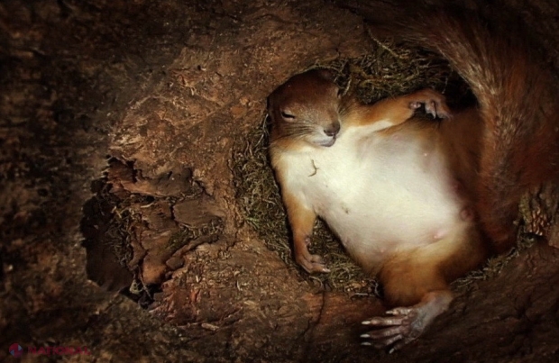 VIDEO // Incredibil cum naşte o veveriţă!