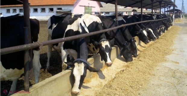 Subvenții de 12 MILIOANE de lei pentru 21 de agricultori începători din R. Moldova: Sere, ferme sau albinărit