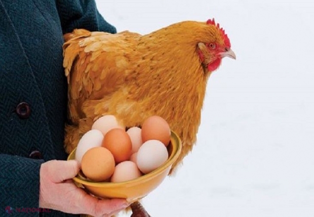 INEDIT // Există găini modificate genetic care fac ouă cu medicamente anticancer
