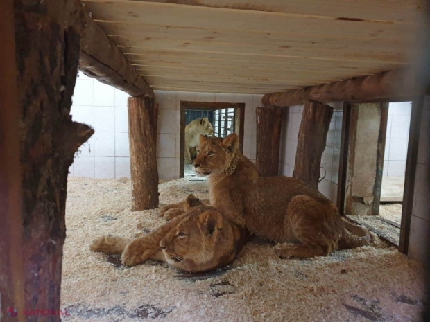 FOTO // Viețuitoare noi la Grădina Zoologică din Chișinău. Când vor putea fi admirați cei patru LEI africani