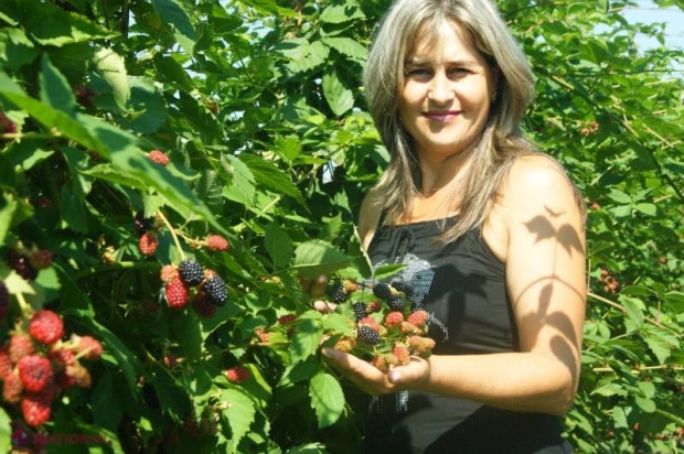 Patru hectare de mure la Țipala