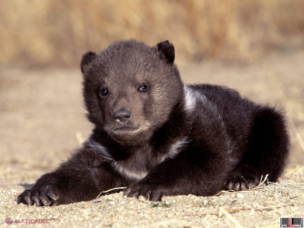 Știați că... un urs grizzly poate alerga la fel de rapid ca și un cal obișnuit?