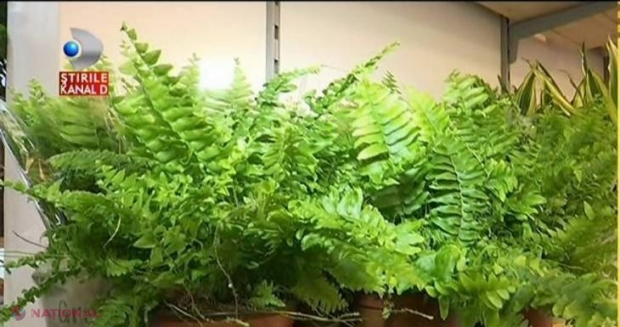 FOTO // Cercetătorii NASA au răspunsul. Ce PLANTE trebuie să ţii în casă