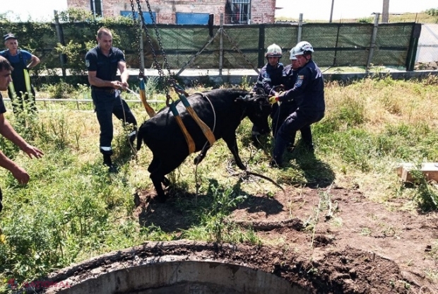 VIDEO // Colonița: O vită a căzut într-o gură de canalizare, adâncă de patru metri