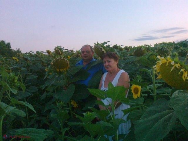 Semințele de floarea-soarelui, mai multe și mai ieftine