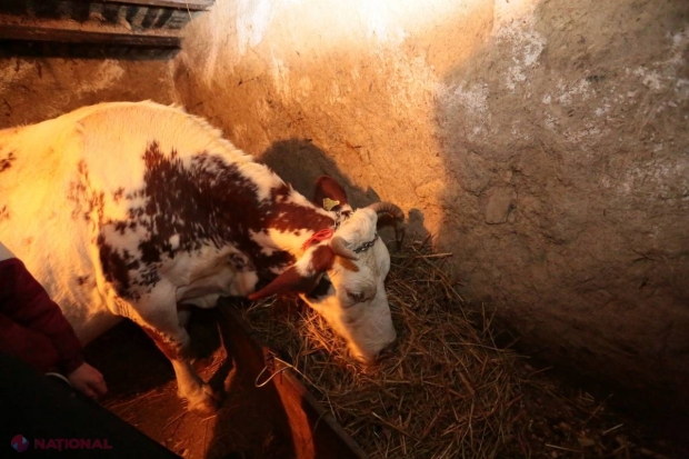 MISIUNE ÎNDEPLINITĂ // Cei trei frați din Fântânița mai au o văcuță