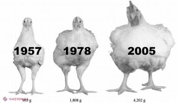 De ce sunt actualele rase de pui aşa de mari? Concluzia cercetătorilor