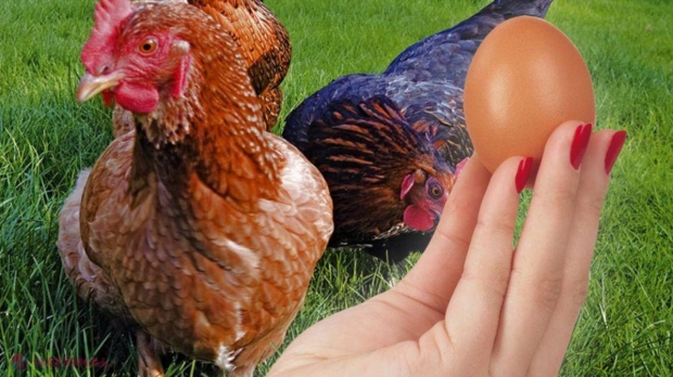 Care ou provine de la găina cea mai sănătoasă. E foarte ușor să-ți dai seama
