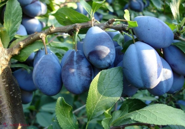 Prunele și vinul din R. Moldova, în curând pe piața din Canada! „Au trecut cu succes prima etapă”