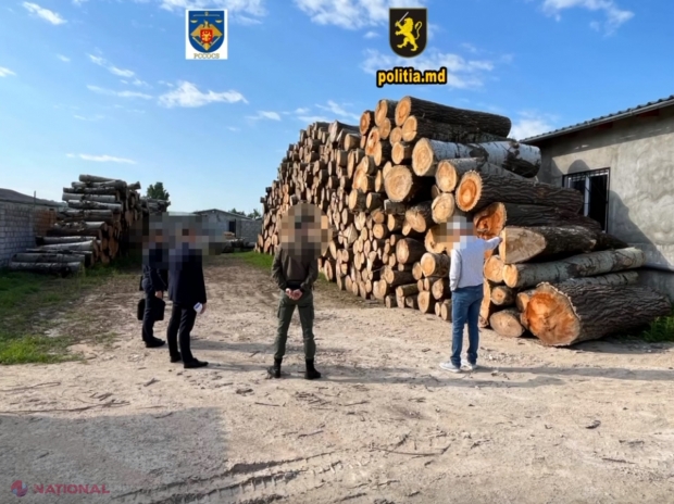 VIDEO // Peste 1 400 de arbori, defrișați ILEGAL la Hâncești: 13 percheziții și prejudicii de aproape 700 000 de lei