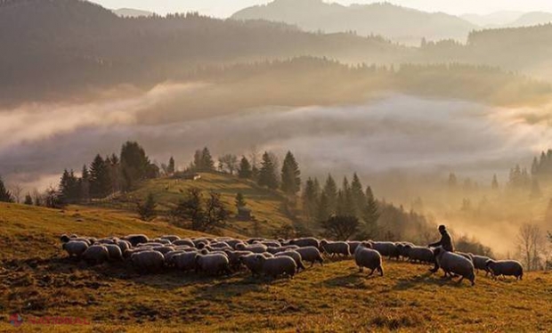 Un cioban român şi-a păscut oile în cinci ţări