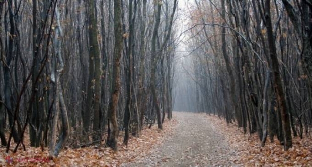 O pădure din România ocupă primul loc într-un TOP al locurilor de COȘMAR din lume