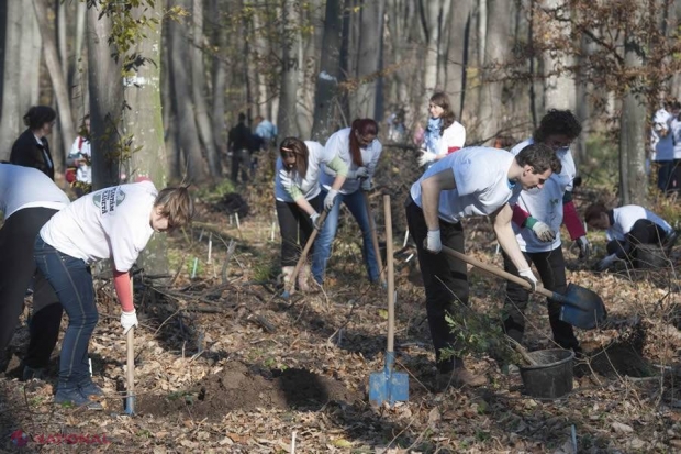 Suprafețe IMENSE de pădure vor fi plantate în această toamnă în R. Moldova