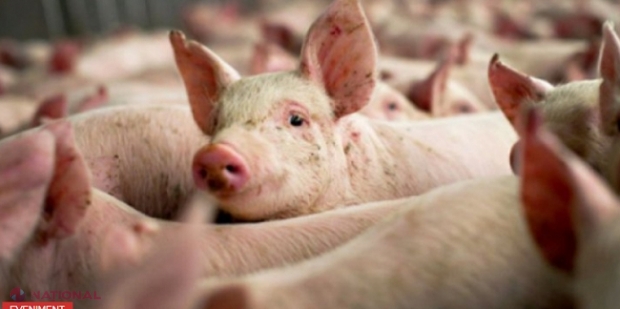 Virus nou, cu potențial de pandemie, descoperit la porcii din China. Poate infecta și oamenii