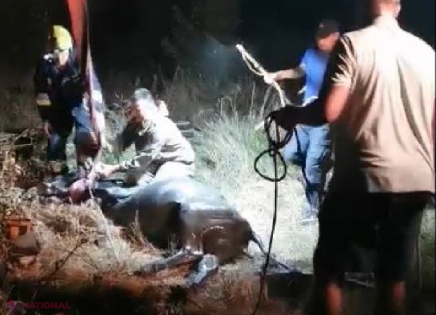 FOTO // Operațiune de salvare dificilă la Orhei, după ce o bovină de 300 kg a căzut într-o fântână de canalizare