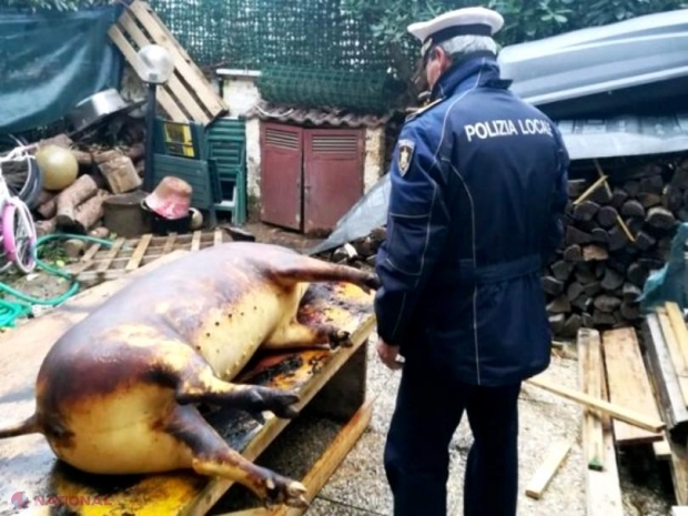 Patru români riscă închisoare sau amendă de 150.000 de euro pentru că au tăiat porcul, în Italia  