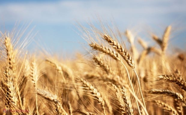 Agenția Rezerve Materiale explică de ce scoate din depozite 16855,916 TONE de grâu alimentar, după seceta din anul trecut: „Rezerva de stat este completată cu grâu alimentar în volum de 125 la sută”