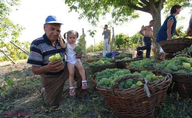 Producătorii de struguri nu se pot bucura de roada bogată. Prețurile au scăzut cu circa 20 la sută