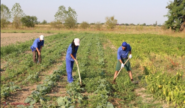 NOU // Zilierii din R. Moldova nu vor mai fi obligați să încheie contracte individuale de muncă, dar vor plăti impozite în mărime de 7% din venituri