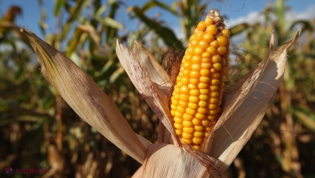 Plantații de porumb și de floarea-soarelui din sudul R. Moldova, compromise de secetă în proporție de 60 - 100%: Pașii pe care trebuie să-i întreprindă agricultorii ale căror terenuri au fost afectate