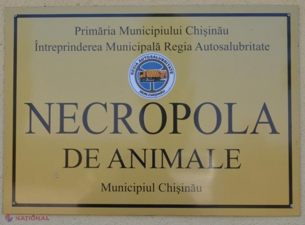 FOTO // Câinii vagabonzi din Chișinău vor fi sterilizați: Primăria a alocat un MILION de lei pentru deschiderea unui centru de îngrijire a animalelor fără stăpân 