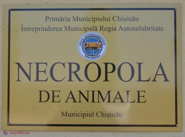 FOTO // Câinii vagabonzi din Chișinău vor fi sterilizați: Primăria a alocat un MILION de lei pentru deschiderea unui centru de îngrijire a animalelor fără stăpân
