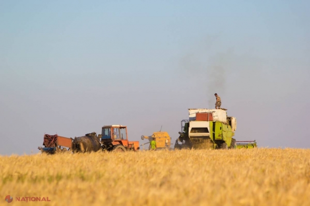 Roadă-RECORD în acest an! Volumul recoltat a crescut cu peste 52%