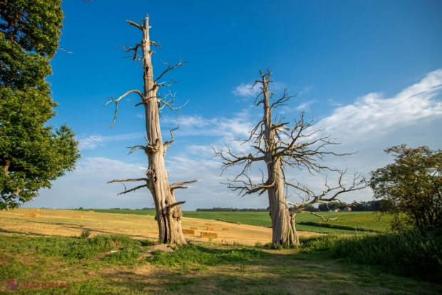 WWF: Peste 43 de milioane de hectare de pădure, defrișate în peste un deceniu. Pădurea Amazoniană, cea mai afectată