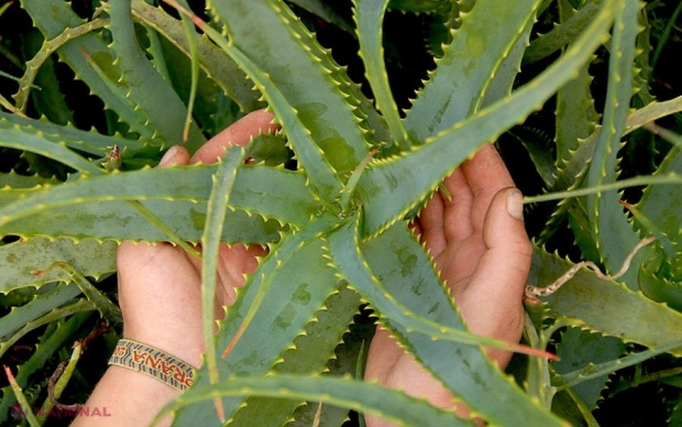 Aveţi o plantă de aloe în casă? Iată câteva sfaturi cum vă puteți trata cu ea