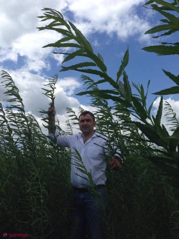 CONCURS // Bani de la UE pentru a planta zeci de hectare de SALCIE ENERGETICĂ în R. Moldova