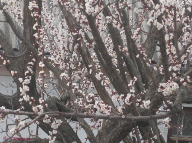 Calendarul lucrărilor agricole în luna aprilie