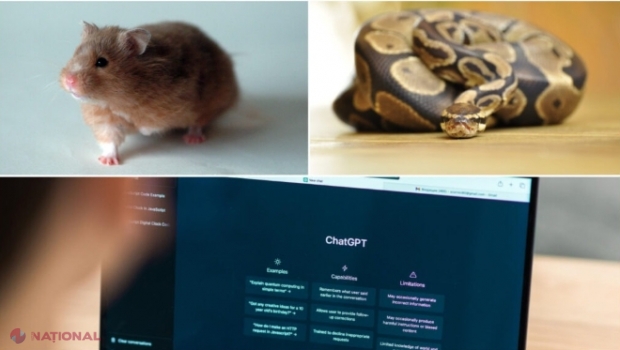 Dialog cu inteligența artificială: Ce reptilă, pasăre sau specie de hamster ar alege ChatGPT ca animal de companie? Ce spune când vine vorba de alegerea între câine și pisică