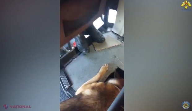 VIDEO // Autocar de rută, folosit pentru CONTRABANDA cu țigări. Un câine dresat a descoperit toate ascunzișurile cu țigări. Șoferul refuză să ofere explicații