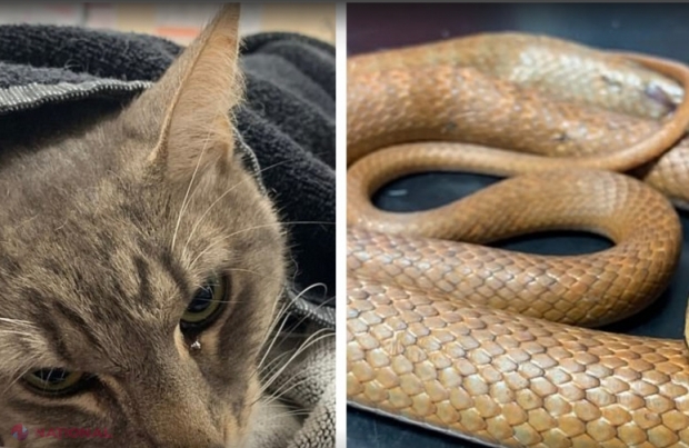 Doi copii se jucau în grădină atunci când lângă ei a apărut un șarpe. Ce a făcut motanul familiei 