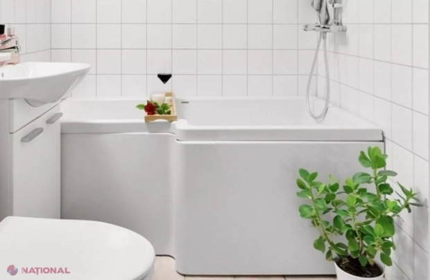 Planta pe care trebuie să o păstrezi în baie. Absoarbe umiditatea în exces din încăpere. Este ideală pentru astmatici