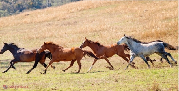 Statul pentru care caii sălbatici au devenit o problemă: Oficialii vor să ucidă animalele