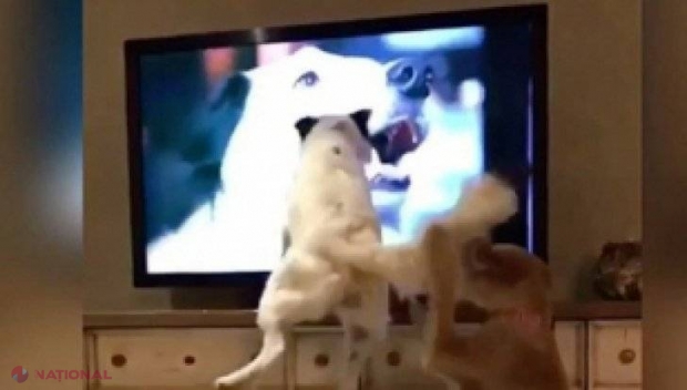 VIDEO // Reacţia HAIOASĂ a doi căţei: ce fac atunci când îşi văd stăpâna la televizor 
