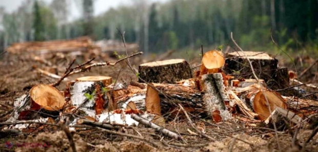 MORATORIU pentru TREI ANI la tăierea pădurilor din R. Moldova