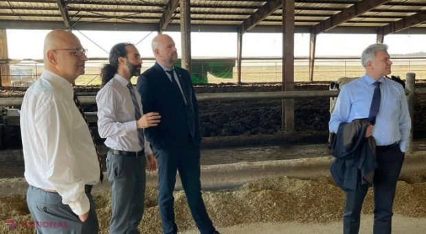 Un om de afaceri din România ar putea deschide o fermă de bovine în R. Moldova: Gestionează o fermă cu circa 1 000 de vite producătoare de lapte