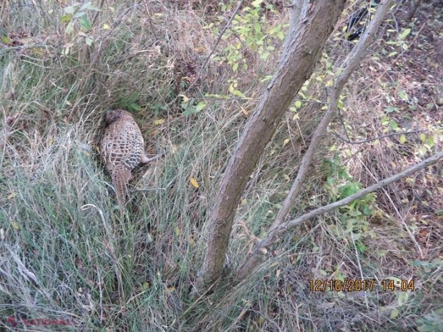 Telenești: Au aruncat armele și au fugit, iar apoi au venit singuri la Poliție să-și recunoască vina