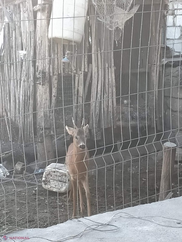 O căprioară, ținută în captivitate la Orhei: „Proprietarul” animalului sălbatic va fi sancționat